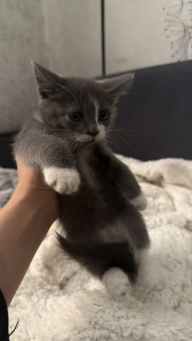 Отдам котят в добрые руки