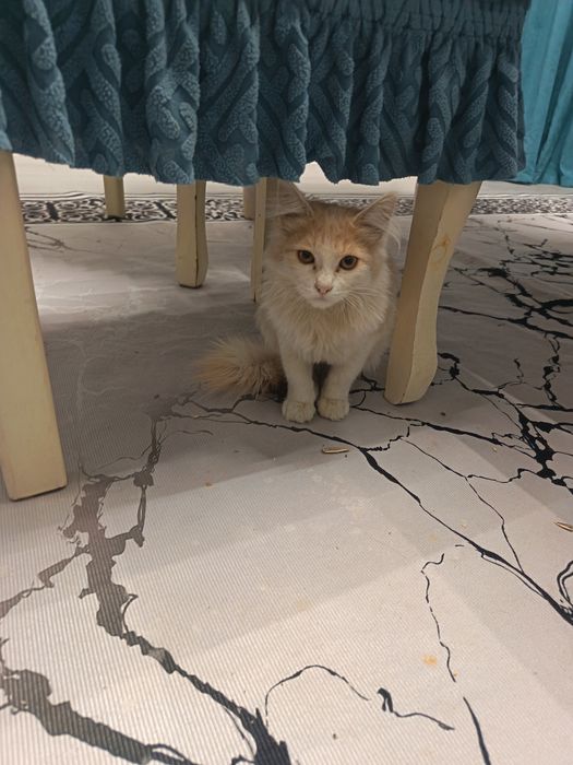 Продам домашнию кошку