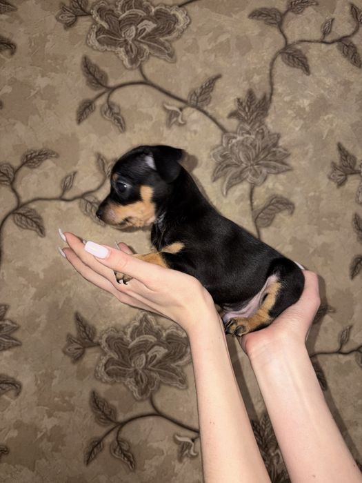 В продаже щенки той терьера