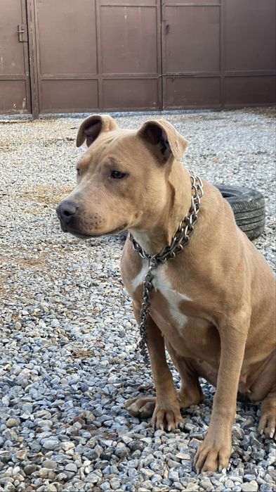 Прадам Питбул терер девчка шымкент