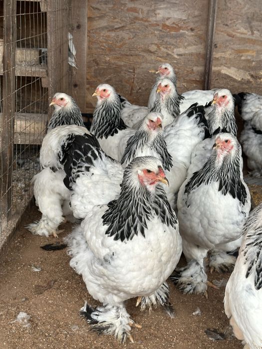 Vând puicuțe si cocoșei brahma !