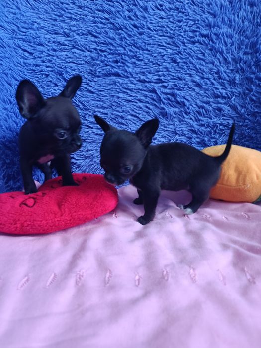 Щенки чихуахуа мини