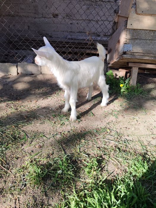 Занен.таза еркек Лақ 15күн.болған Анасы 5л сүт береды