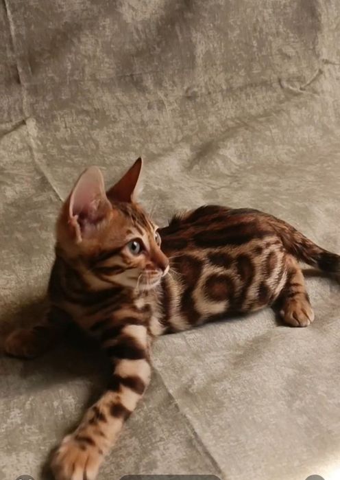 Бенгальские котята в окрасе классический браун. Премиальная линия