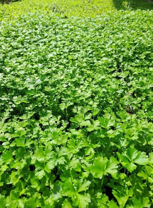 Разсад салата магданоз копър лук айсберг цвекло и др.