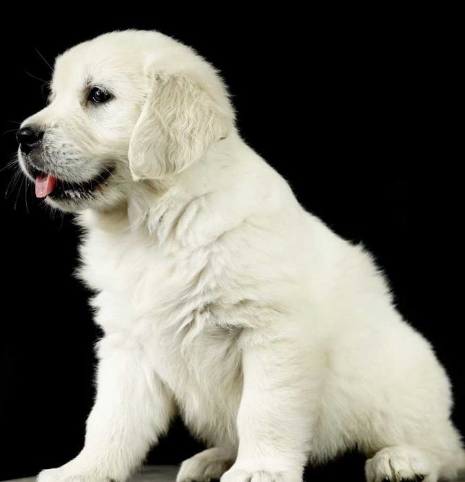 De vanzare Golden Retriever baietel cu pedigree,deosebit/transport