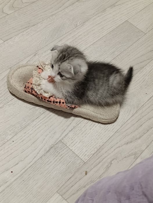 Котята, вислоухий.прямоухий