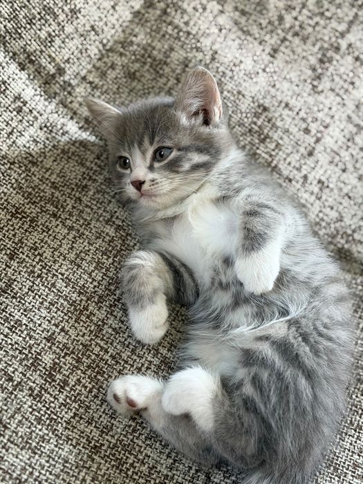 Отдам котенка в добрые руки