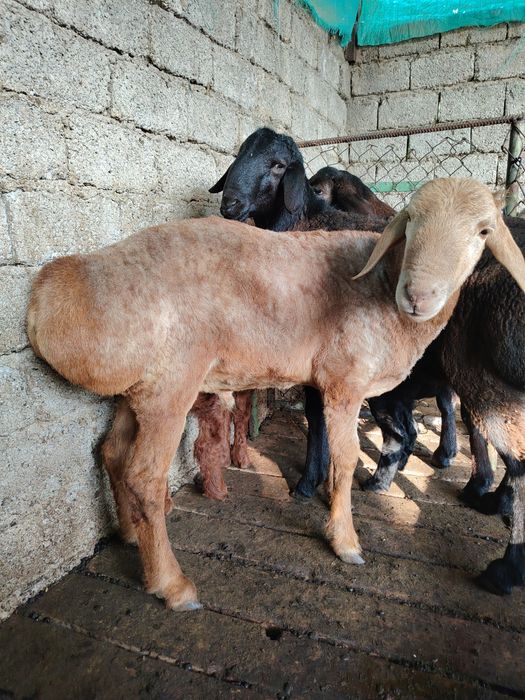 Куй ва кучкорлар оптом сотилади