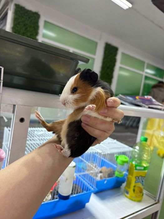 Кролики декоративные