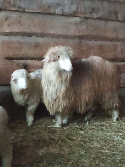 Vând mioara cu mială s-au schimb cu berbec oachis