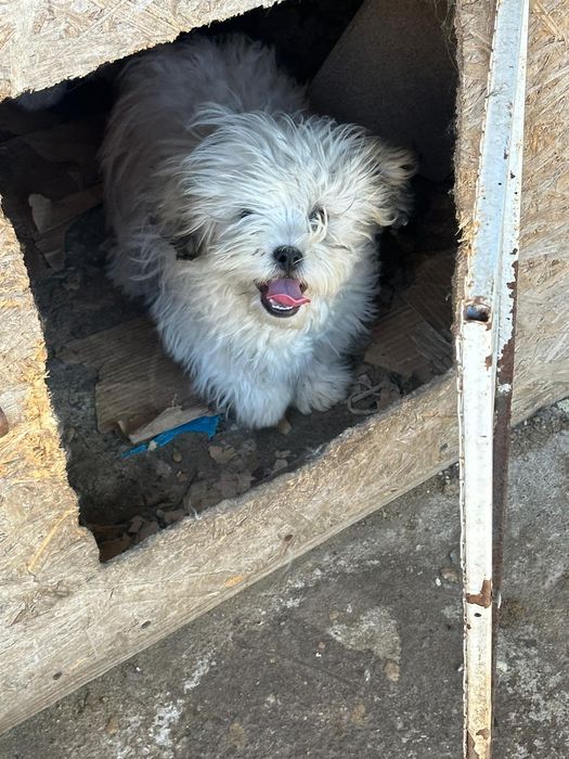 Bichon Havanez spre adoptie