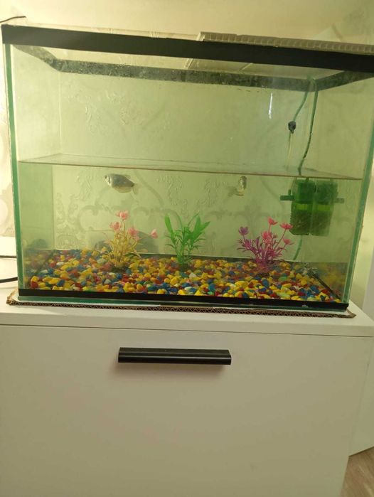 Продам аквариум с компрессором и рыбками