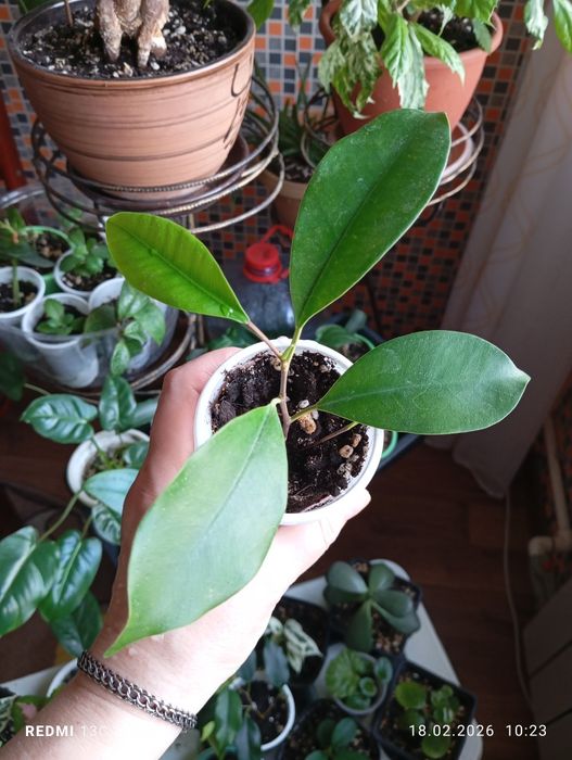 Продам комнатные растения