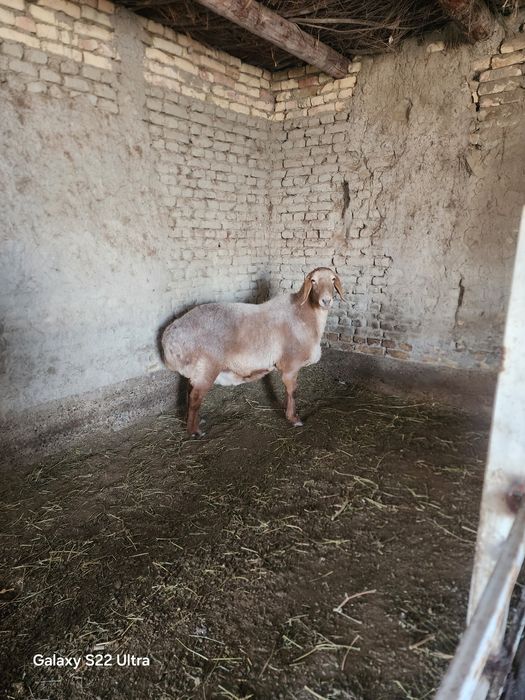Арашан бугоз куйла сотилади