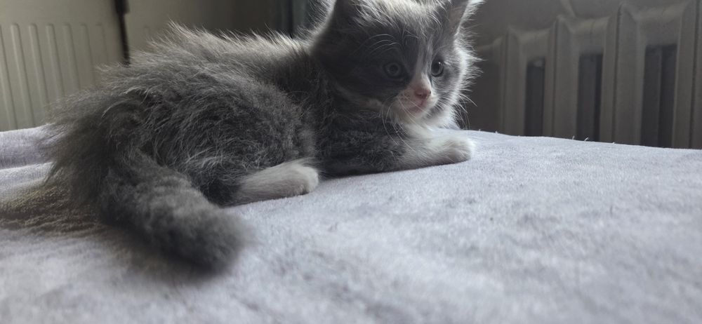 Отдам двух котят (девочки)