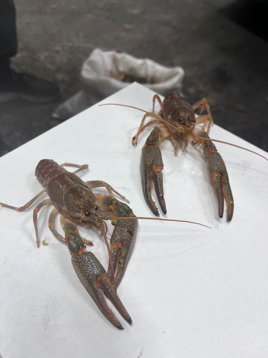 Раки свежие 50 грам 2000 тг