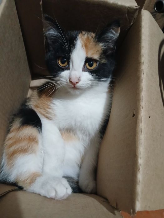 Продам кошку британку