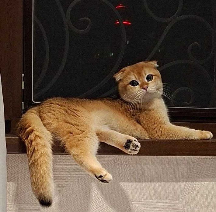 Шотландский вислоухий  (Scottish Fold) 9 месячный.