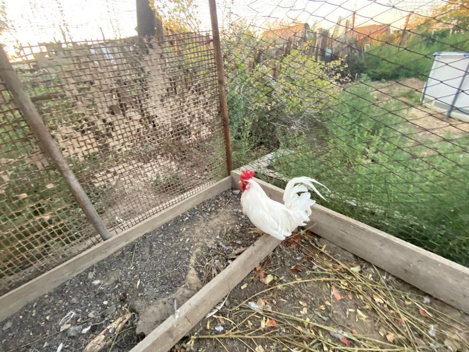 Куры несушки продам