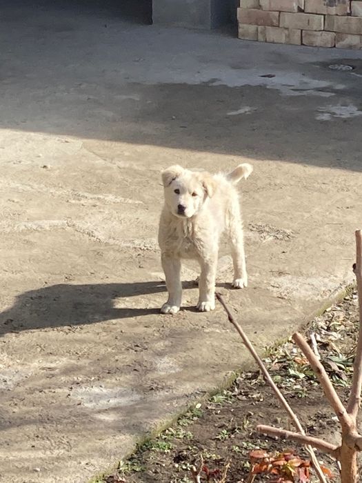 оппок 3 ойлик кучукча