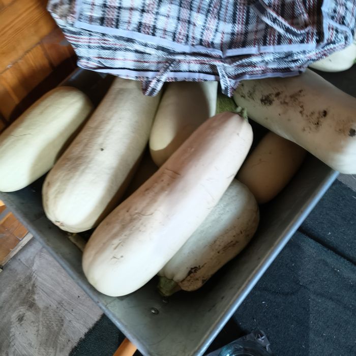 Продам кабачки дачные