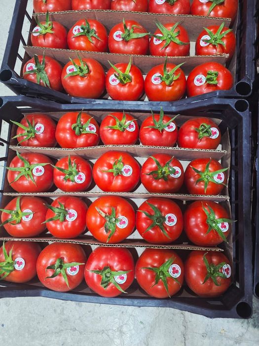 Помидоры продаём Туркмения оптом