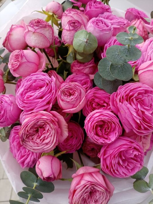 Продам цветы розы