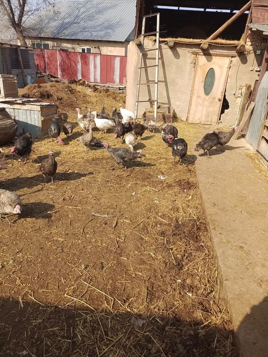 Индюк сатылады жақсы бағада