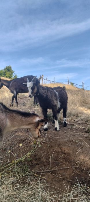 Am de vânzare un țap