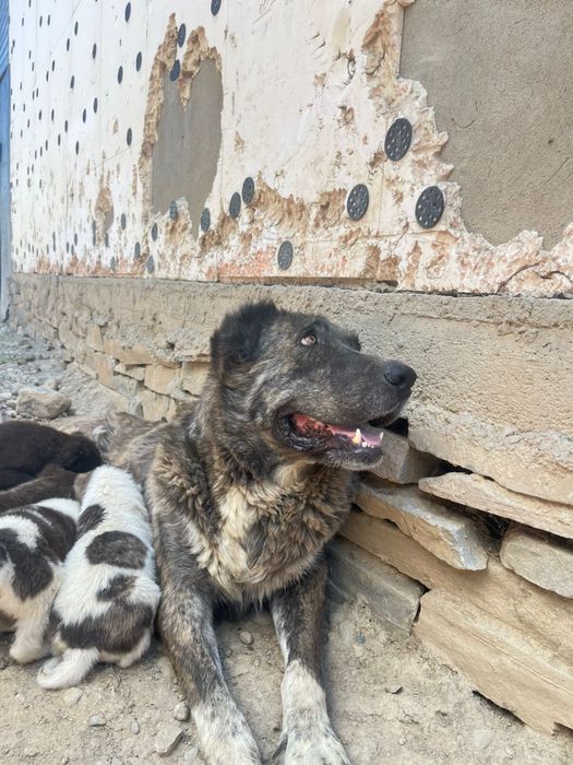 Алабай күшіктер сатылады Линясы бар