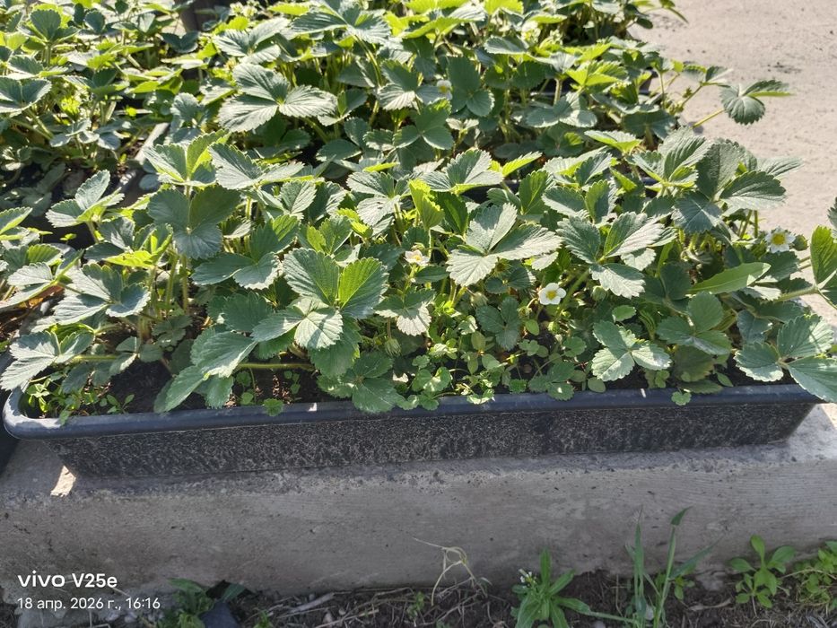 Клубника көшеттері