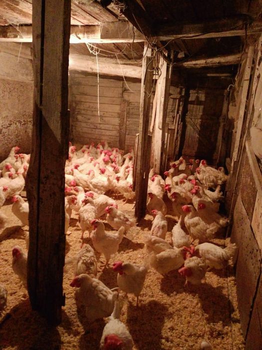 Куры высокая яйценоскость оперённые