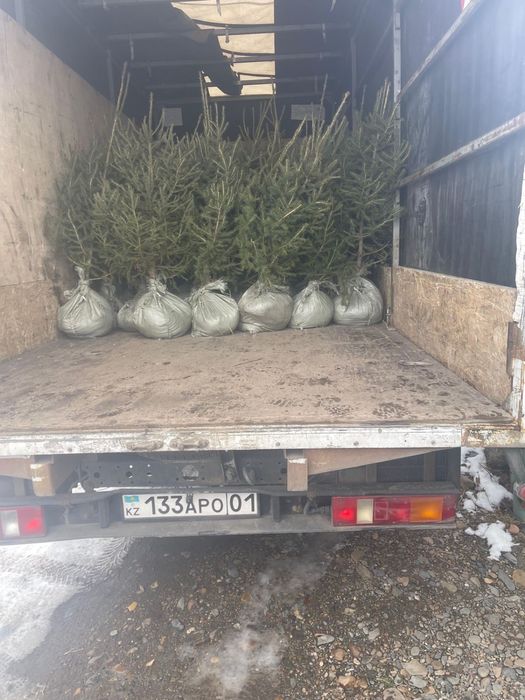 Саженцы ели и сосны