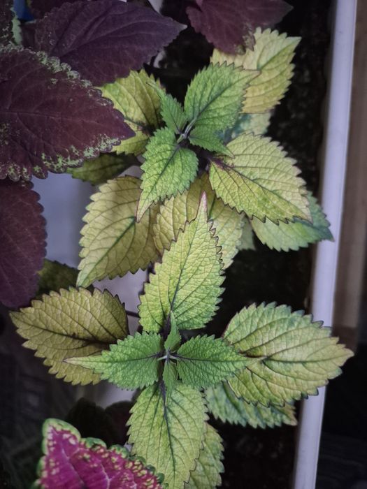 Продам комнатные цветы