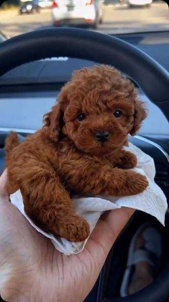 Poodle Red Toy/Mini – pui de 8 săptămâni, cu o culoare rară și elegantă