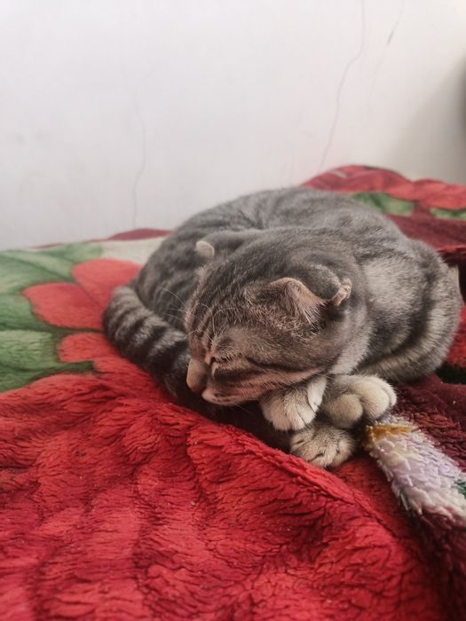 Кошка вислоухий.