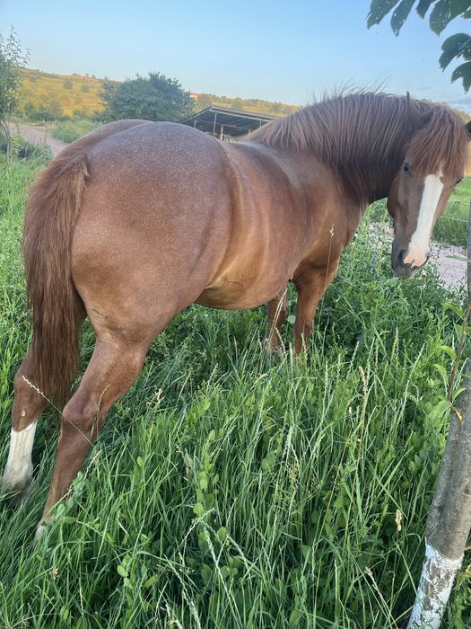 Vând iapă de 3 ani, iapa este blândă