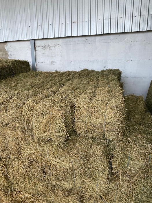 Vând baloți lucernă/lucernă fan