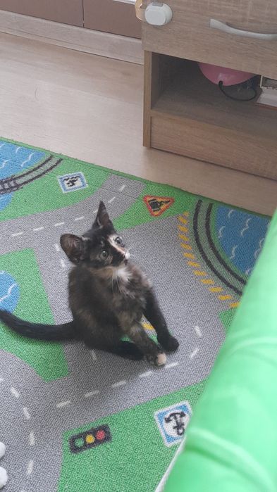 Добри котета от София