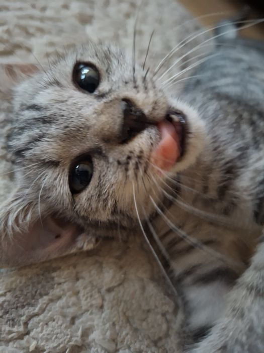 Отдам котёнка девочку в хорошие руки