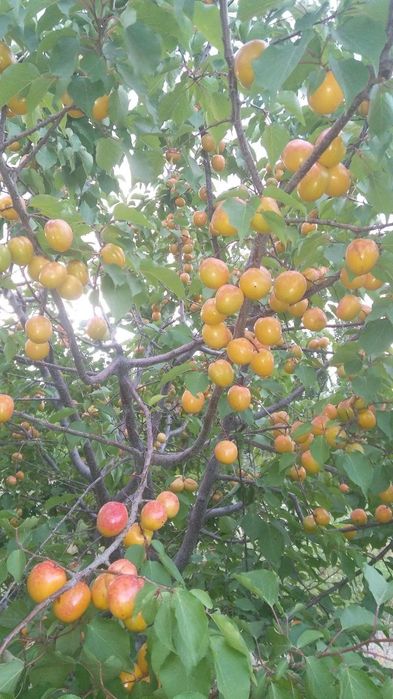 УРИК рубитса вандеркот перитса н. Юбле ва бошка сортлари бор