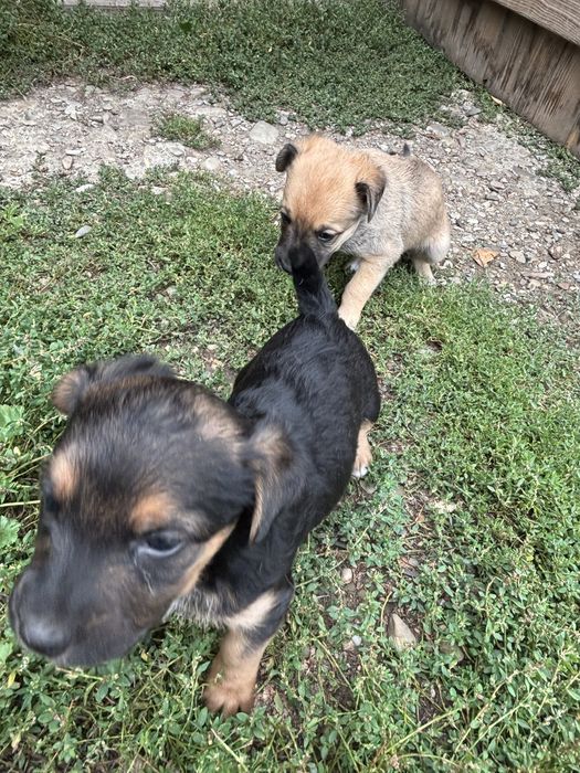 Donez 3 puiuți de câine