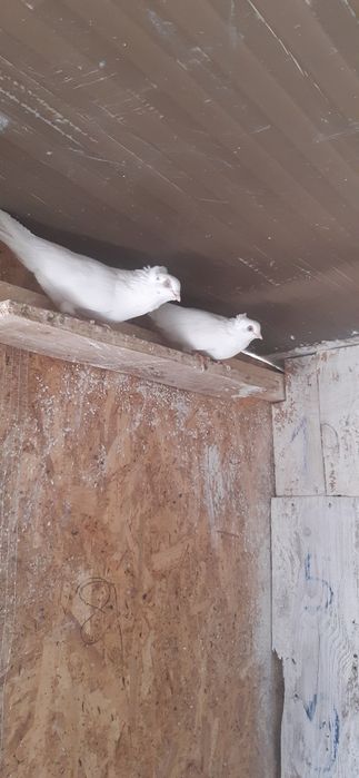 Porumbei jucatori de amara