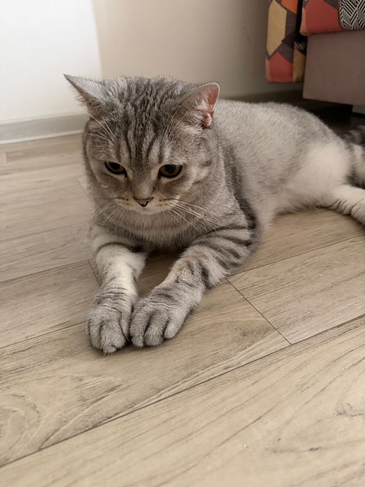 Отдам даром кота