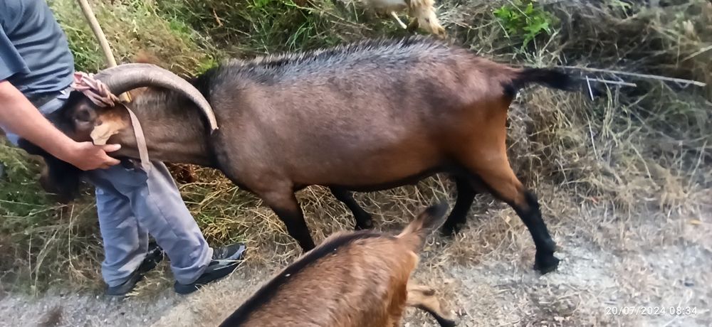 Vand Țapi de rasa Alpin Francez și Metis 500 negociabil lei urgent Dră