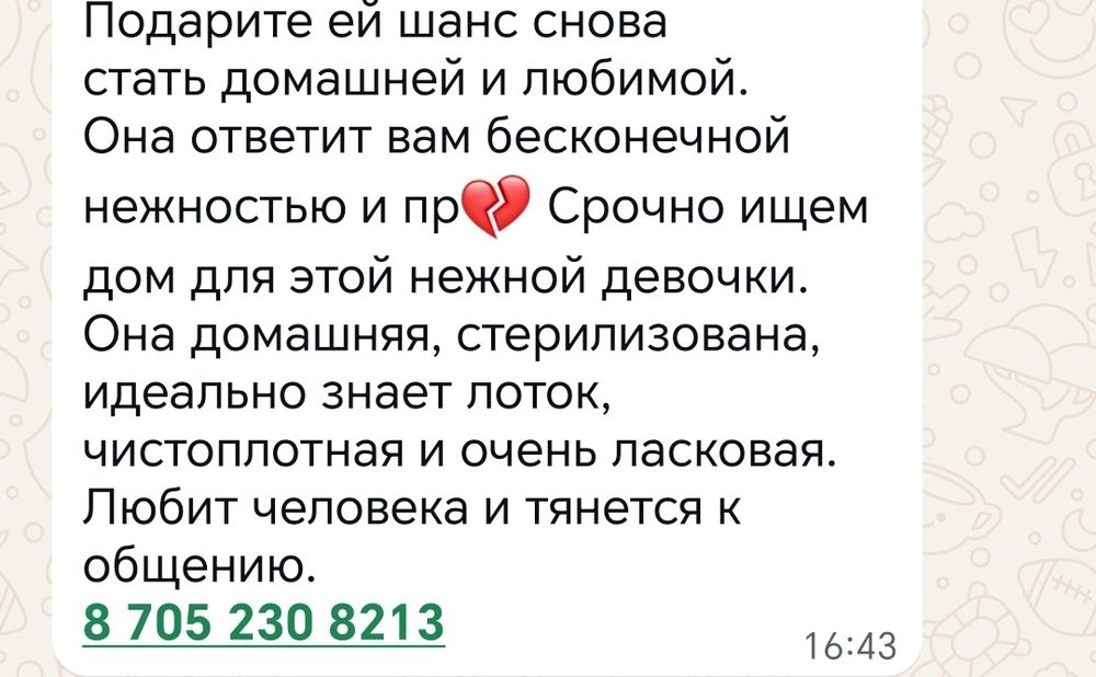 Срочно ищет дом кошечка