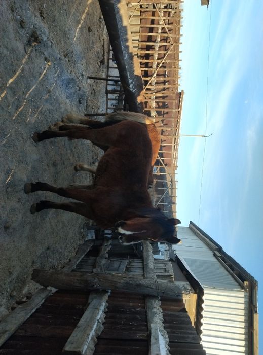 Продам кобылок три головы полторашки