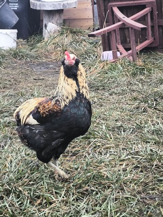 Vând 2 plus 1 araucana