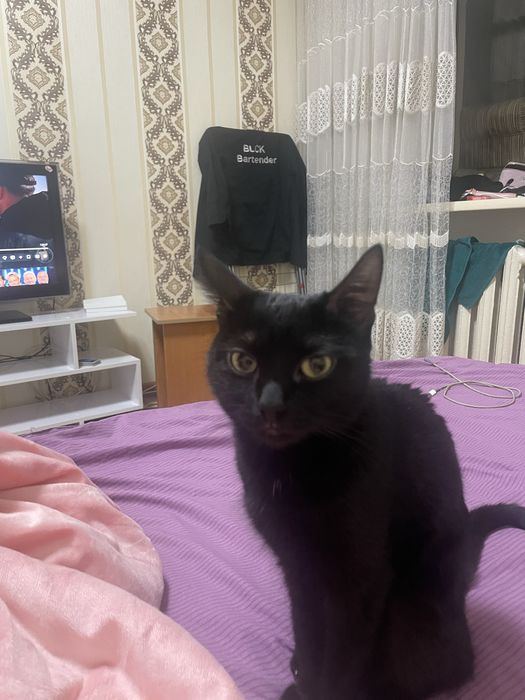 Котенок , кошка , коты ,